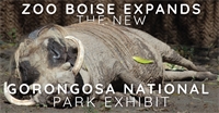 Zoo Boise Expands - The New Gorongosa National Park Exhibit