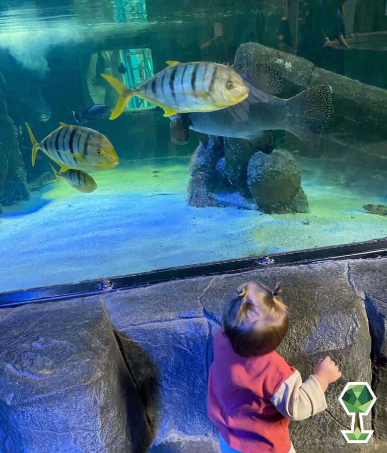 Kid looking at some fish | Totally Boise Indoor Activities Boise Aquarium