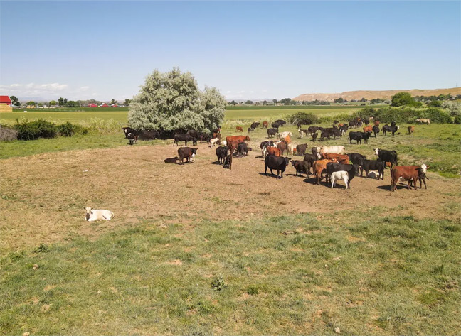 Cattle in a field | Van Lith Ranch