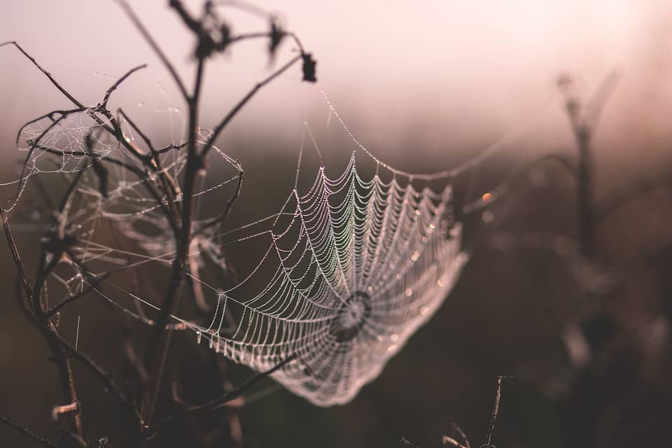 An eerie spiderweb