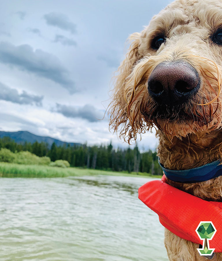 Best Dog-friendly summer trips in the treasure valley