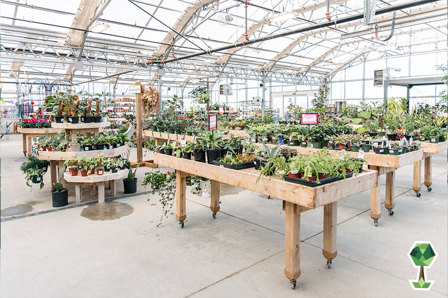 Franz Witte Shares Affordable And Easy-To Care For Plants To Purchase