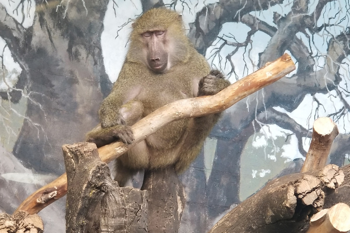 Zoo Boise Monkey