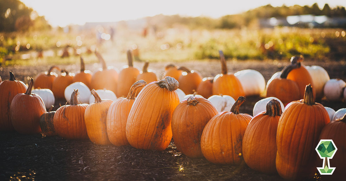 Your Guide to Have the Best Fall in Boise