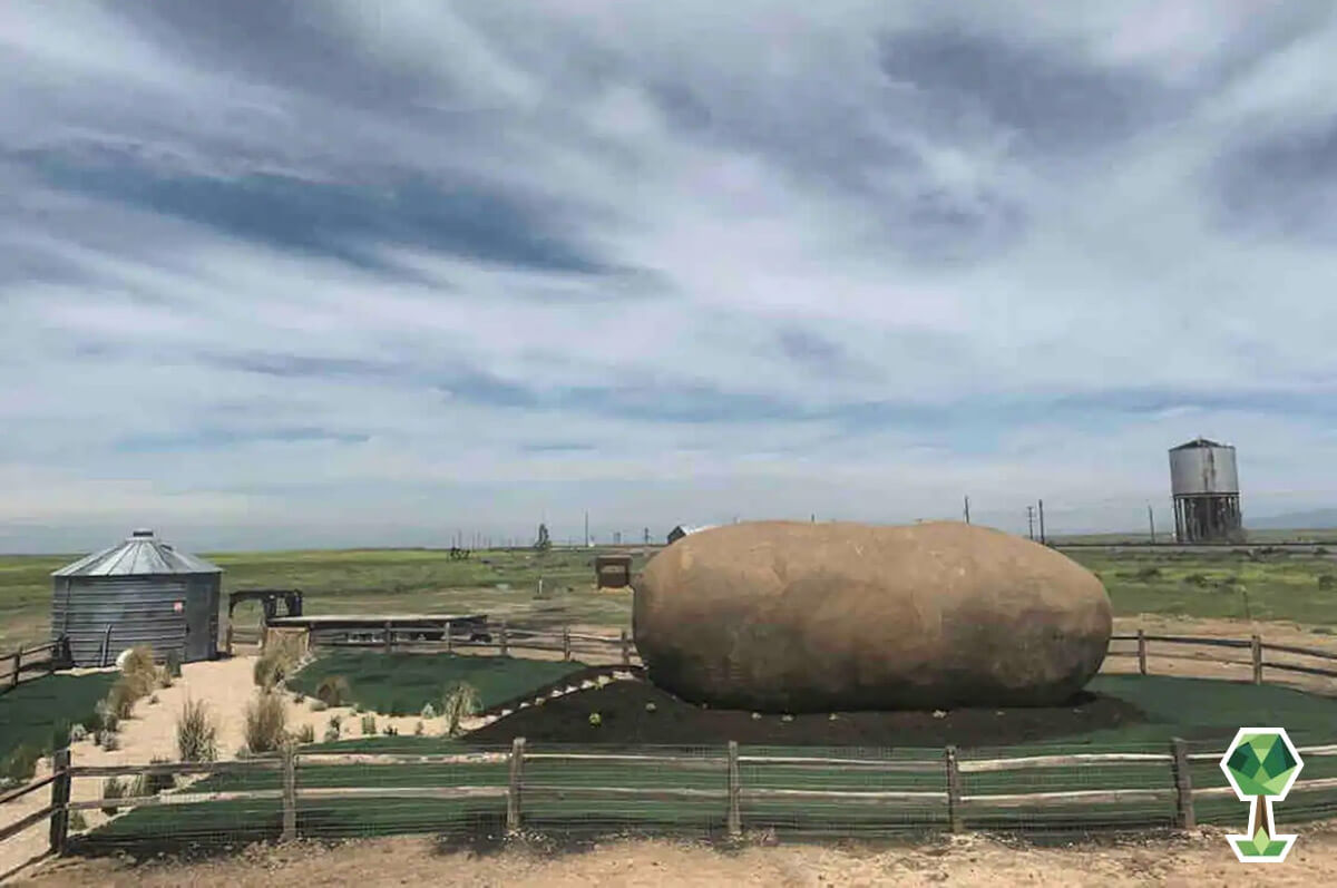 Giant-Potato