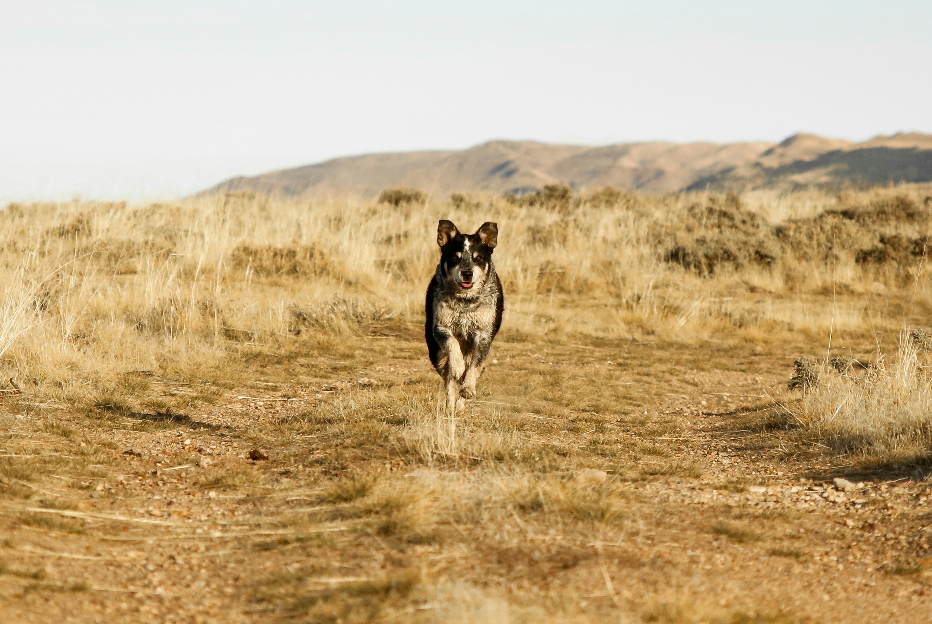 Boise’s Off-Leash Dog Program: Let Your Pups Run Free This Fall!