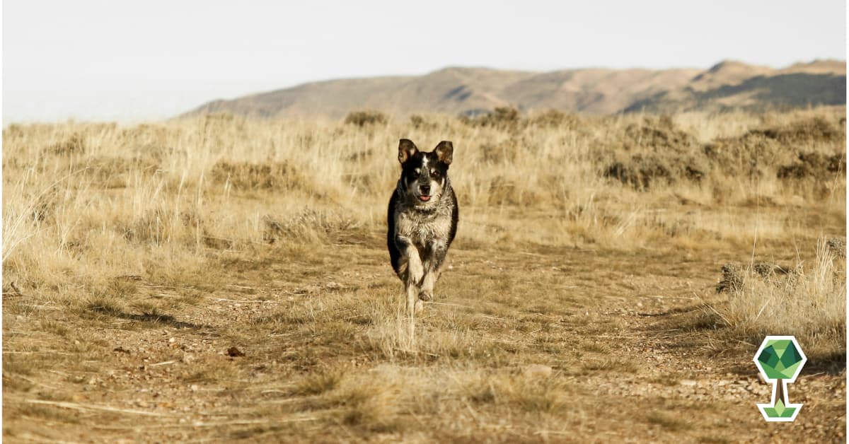 Boise’s Off-Leash Dog Program: Let Your Pups Run Free This Fall!