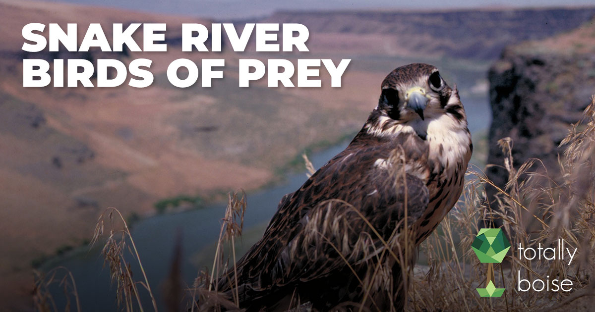 Snake River Birds of Prey | Totally Boise